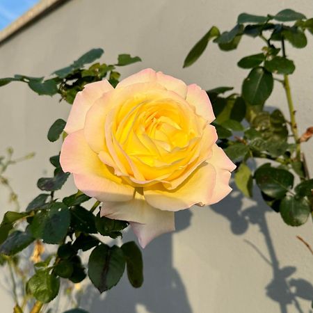 Villa Flores Kavran 외부 사진