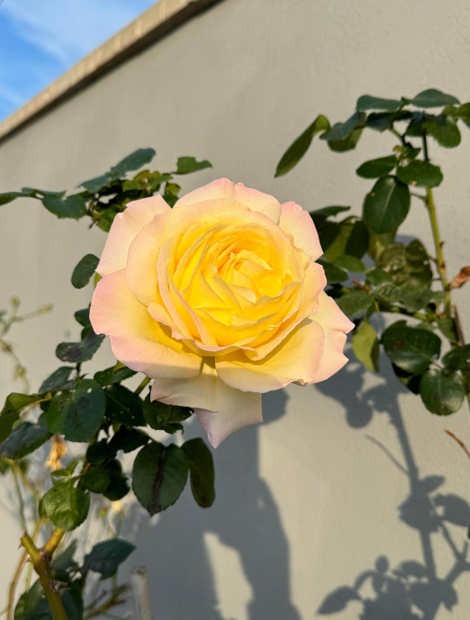 Villa Flores Kavran 외부 사진